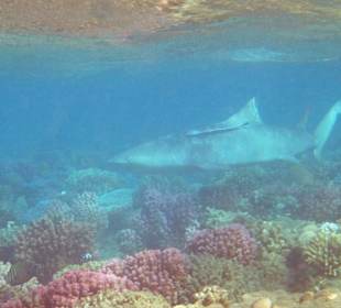 Zitronenhai mit Schiffshalter