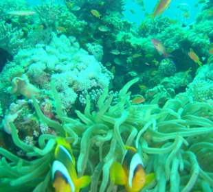 Clownfische in Weichkorallen