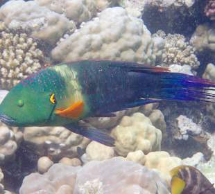 Schnorcheln Makadi Bay