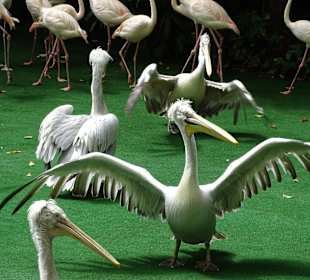 Jurong Bird Park Singapur