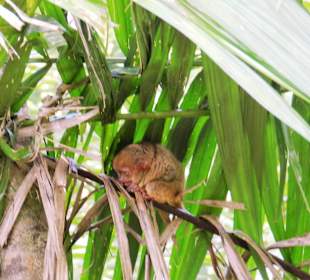 Bohol Tarsier Affen