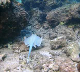 Blaupunktrochen am Hausriff