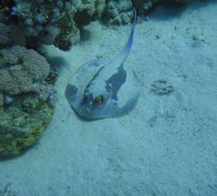 Ein Bewohner des Meeres 