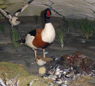 Vögel der Küste