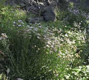 Botanischer Garten