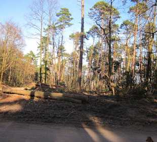 Immenser Holzabbau im Pfälzer Wald