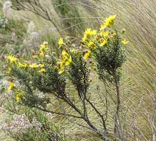 Pflanzen auf 4000m Höhe