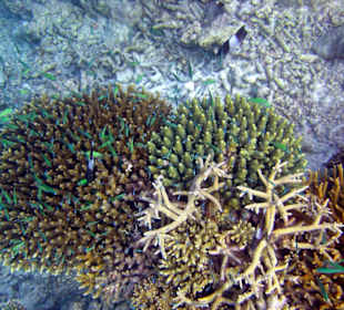 Am Hausriff Athuruga