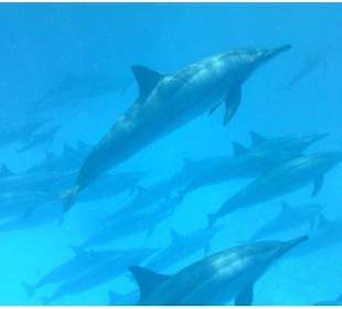 Delfin Tour Hurghada-Schwimmen mit Delfinen