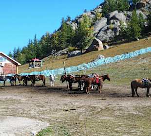 Pferde zu mieten für einen Ausritt