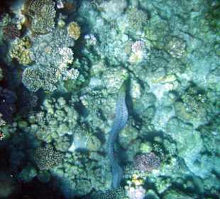 Am Hausriff Hotel Baron Resort