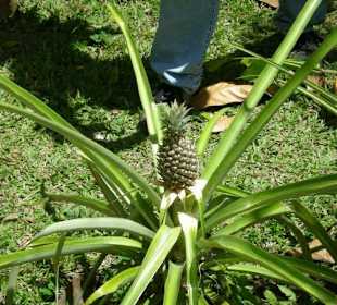 Ananaspflanze