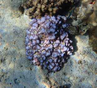 Unterwasserwelt Musandam