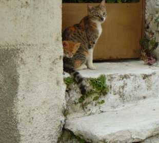 Katzen in Lefkes