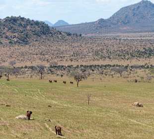 Elefantenpfade im Tsavo Ost