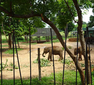 Elefantenreiten Sigiriya