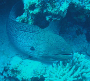 Muräne am Hausriff