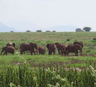 Elefanten am Aruba Damm