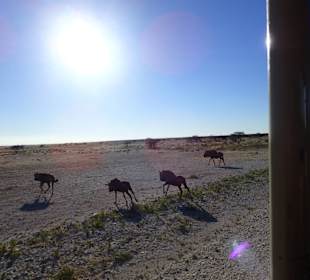 Etosha