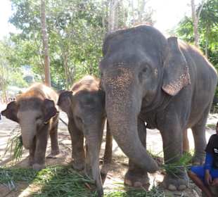 Gerettete Elefanten im Sanctuary Park