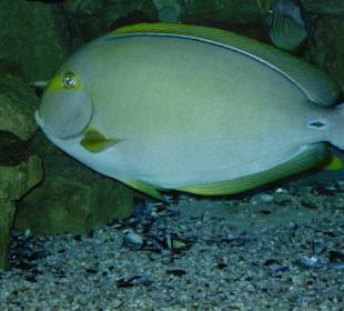 Fisch