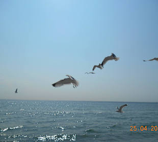 Strand Fehmarn