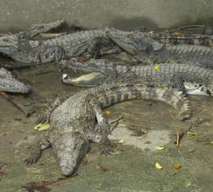 Krokodile in der Catfish Farm