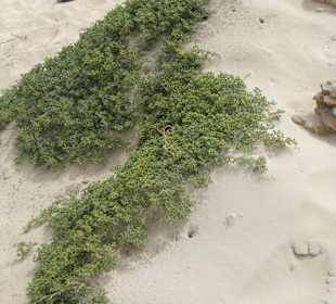 Und es wächst tatsächlich