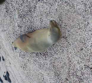 Viele Seelöwen teilweise mit Jungtieren