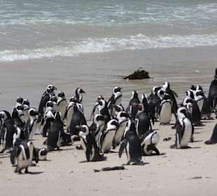 Freilebende Pinguine am weißen Sandstrand