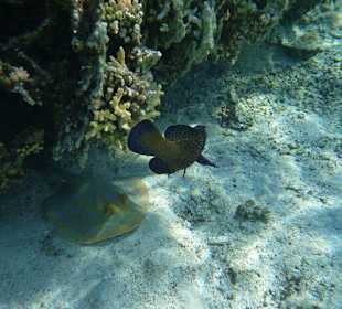 Zackenbarsch am Carnelia Beach Resort