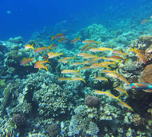 Buntes Fischgewusel am Hausriff Grand Makadi