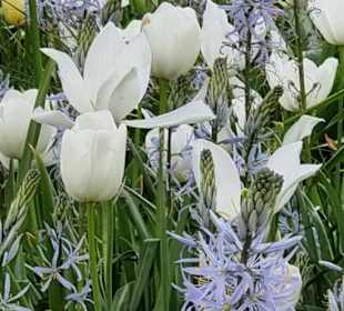 Blütenbracht vom feinsten