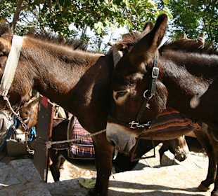 Taxi mule do połowy drogi na Akropol