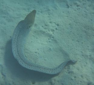 Schnorcheln beim Fort Arabesque