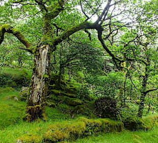Verwunschener Wald bei Killarney