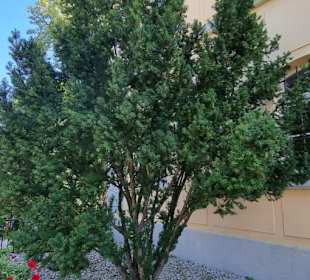 Viele Bäume um das Schloß herum