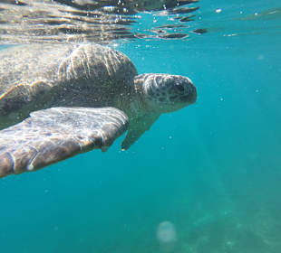 Schnorcheln Abu Soma