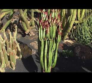 Kakteen so weit man sehen kann