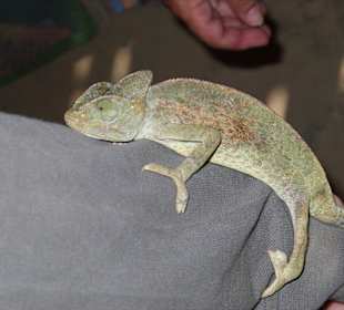 Bild vom Card Partner