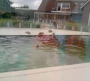 Seehundstation Norddeich