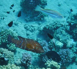 Juwelenzackenbarsch. Hotel Prima Life Makadi Bay