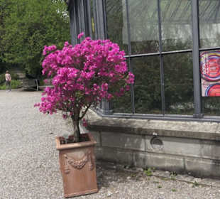 Alter botanischer Garten