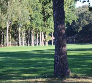 Kiefern umsäumte Bahnen