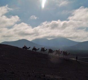 Dromedarritt in den Feuerbergen