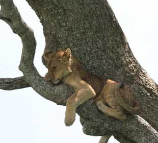 Lions on a tree