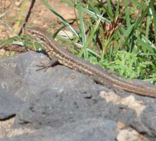 „Loro Parque" Park