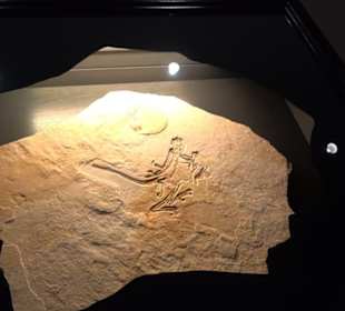 Dinosaurier Museum Altmühltal