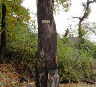 Kastanienerlebnisweg in Völlan