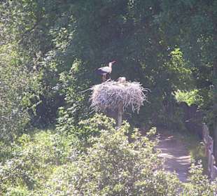 Storchennest im Memeldelta